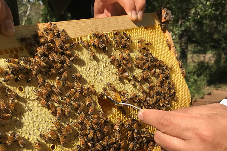 アクティビティー：写真